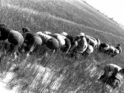 Gruppo di mondine chine al lavoro in una risaia, fotografate in bianco e nero.